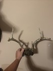 Wild 7-Point Whitetail Deer — photo 1
