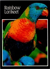 Rainbow Lorikeet Bird Australia 1980s Chrome Postcard Nucolorvue Posted