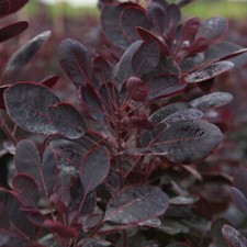 Cotinus Hardy Shrub Deciduous Garden Plant 'Lilla' 1 or 2