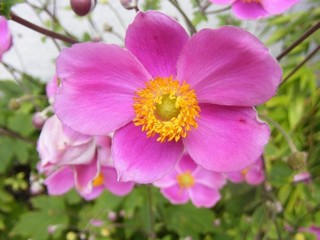 7 x japanische Anemone Herbstanemone pink Insektenfreundlich Bio
