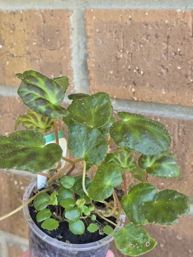 Begonia luzhaiensis rare terrarium, greenhouse plant Multi Planted - Picture 8 of 13