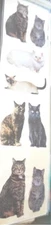 StickyPix Photo Stickers  CATS