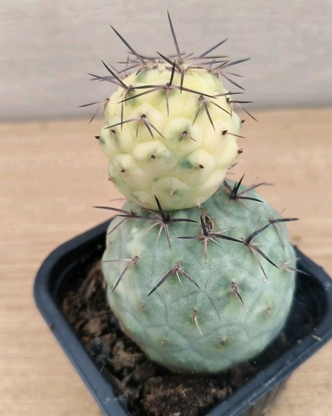 9494  TEPHROCACTUS Geometricus 'Mallorca's Sun'  vaso de 7,0cm.Enraizado.