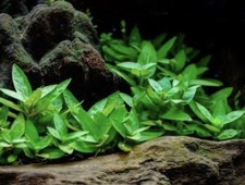 STAUROGYNE REPENS - 10 rooted stems -lead bunch -live aquarium plants