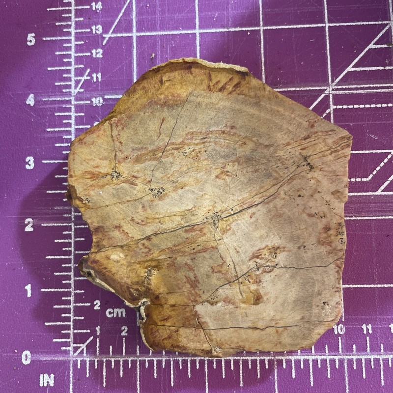 VINTAGE — PETRIFIED WOOD — 4” X 4 1/2”