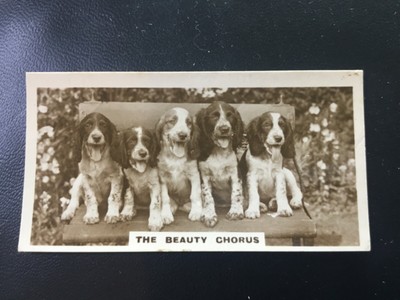 ICOLLECTZONE De Reszke J. Millhoff Cigarette Card Dog  Beauty Chorus  (E700)