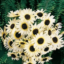 Sunflower ITALIAN WHITE - Heirloom Non-GMO 100 Seeds USA High Germination Fresh!