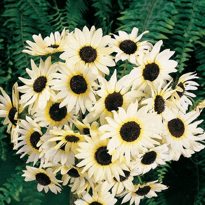 #ad #ad Sunflower ITALIAN WHITE Heirloom Non GMO 100 Seeds USA High Germination Fresh $3.98