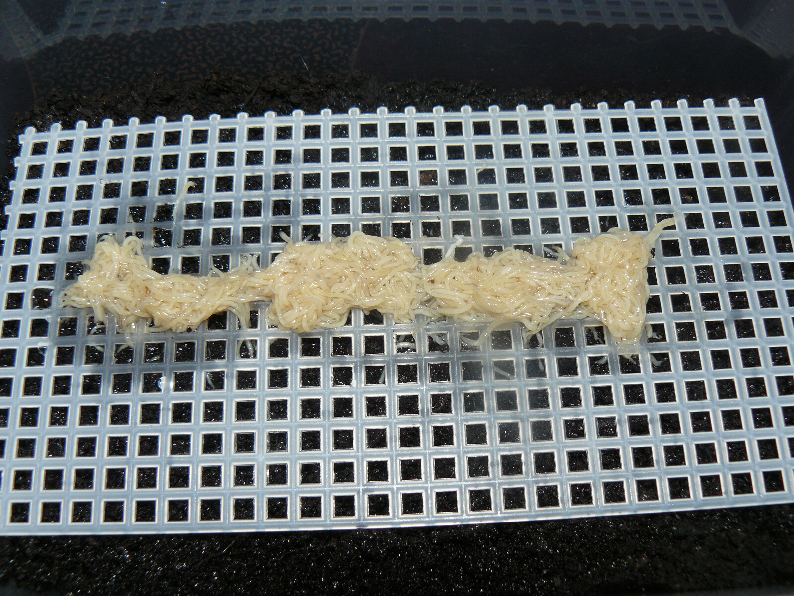 WHITE WORM CULTURE / BREEDING KIT Nourishing live food for your fish