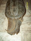 IMPRESSIVE TAXIDERMY LARGE TURTLE & LIZARD ON WOOD  LOG — photo 6