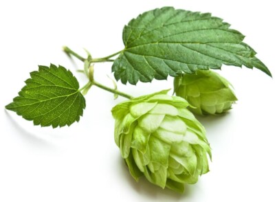 Hopfen Kapseln (humulus lupulus) - 100 % ganz ohne Füllstoffe