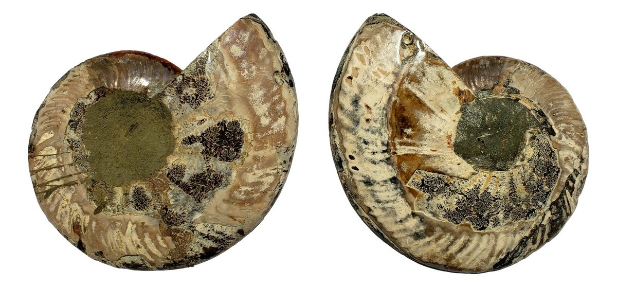 化石　B-11 Genuine Ammonite Fossil Pair (AM11) - Split and Polished - by