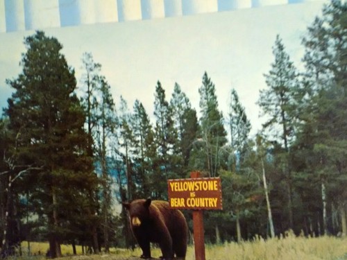 VINTAGE POST CARD YELLOWSTONE IS BEAR COUNTRY YELLOWSTONE NATIONAL PARK. - Picture 9 of 12