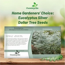 25 Seeds Eucalyptus Seeds - Eucalyptus Cinerea Silver Dollar Seed