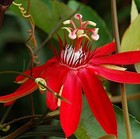 Scarlet Flame Red Passion Flower Vine Live Plant Passiflora Hybrid