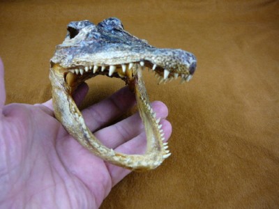 Gator Def G-Def-260) 4-1/8