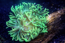 Long Tentacle Green Anemone (Macrodactyla doreensis) Live Saltwater Anemone