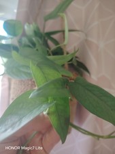 Epipremnum Cebu Blue Unrooted Fresh Cutting/ Rare House Plant/ Fresh Cutting