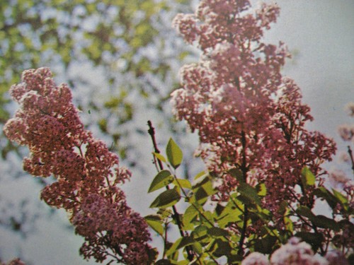 Vintage Easter Greeting Card Chrome Photo of Blooming Pink Lilac Bushes - Picture 4 of 9