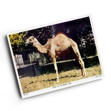 A6 PRINT - Vintage Bristol - Camel at the Bristol Zoo (b)
