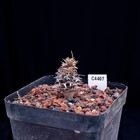 Foto 10 di 13