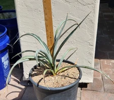 Yucca Torreyi Torrey's Yucca Alpine Texas Live Rooted Plant