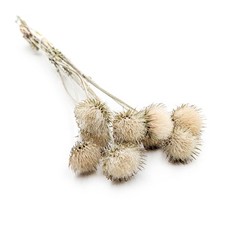 Bergdistel - (Cardo di montagna) - Naturwei&szlig;