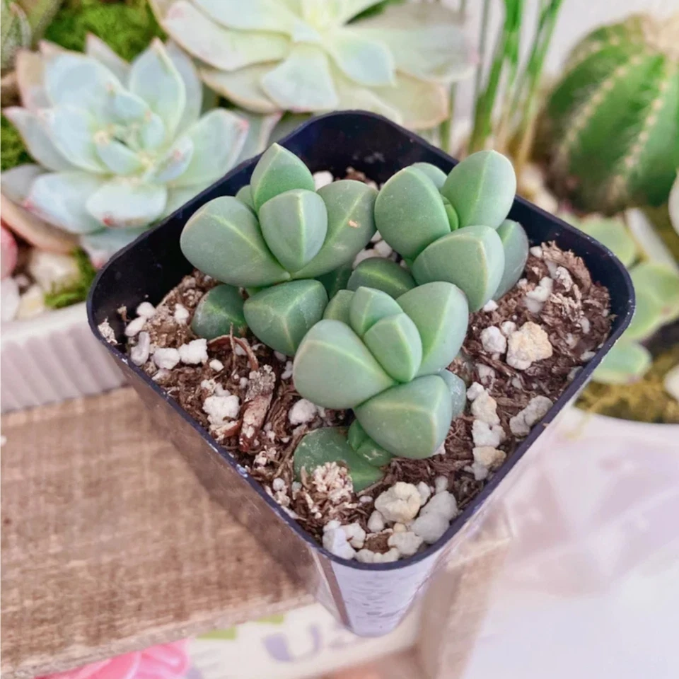 1 Live Crassula Pyramidalis – 2 Inch Pot – Stacked Geometric Succulent Plant - Image 2 of 4