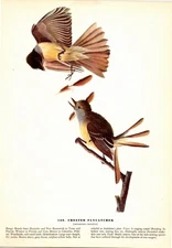 Audubon 1944 Vintage Bird #129 "Crested Flycatcher" Full Color Plate Lithograph