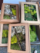Preserved Moss for Crafts Moss for Plants Indoor Green Moss Decor. 5 BOXES OPEN