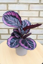 Calatheas