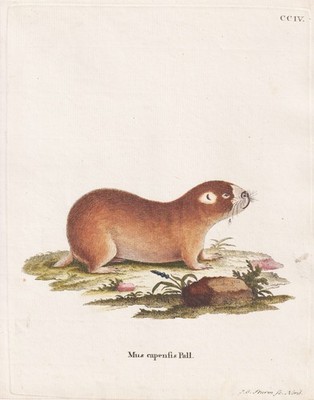 Kap-Blessmull Mullratte Cape mole-rat Südafrika Africa Kupferstich Schreber 1774