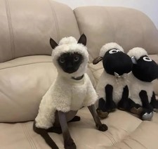 Hairless cat clothes autumn and winter thickened polar fleece warm four-legged s