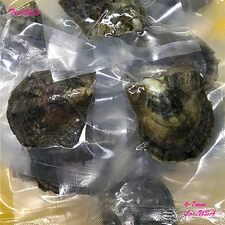 50 Individually Wrapped Akoya Oysters with SMALL Pearls