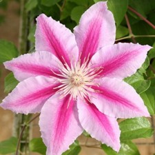 Beautiful Rare Pink Clematis Seeds Perennial Flowers Bloom Seed Free Shipping