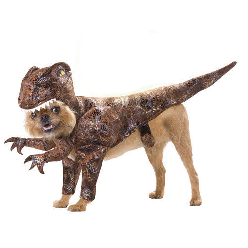 costume small dog