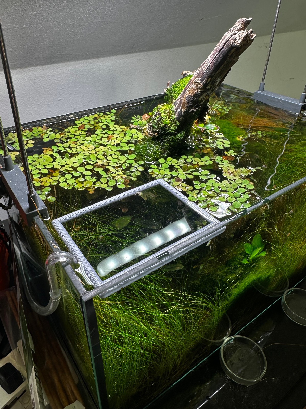 Anello Galleggiante Rettangolare per Acquario foto 3