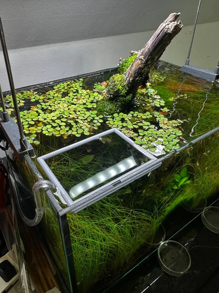 Schwimmender Aquarienring in Rechteckform | Pflanzen- & Futterring fürs Aquarium - Bild 3 von 4