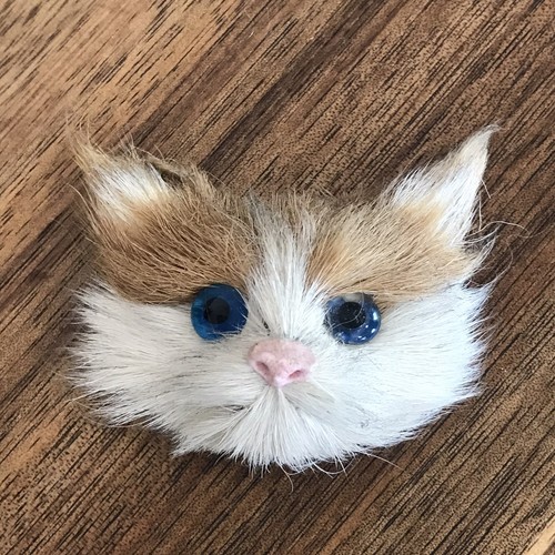 Fur kitten Head furry kittens animals