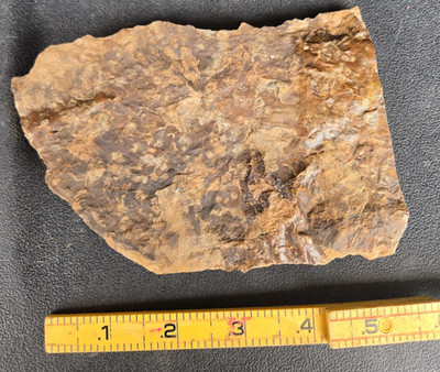 Dinosaur Footprints, Jurassic, Grallator, Theropod, Trace Fossil, Free Shipping