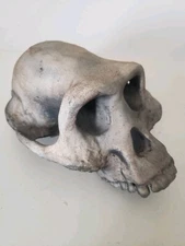 Australopithecus Afarensis Skull  High Precision Replica Full Size