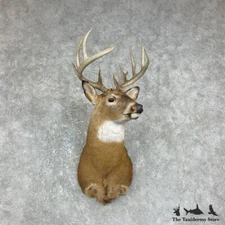 #25867 E | Whitetail Deer Taxidermy Shoulder Mount For Sale