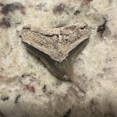 Shark Tooth Bull Shark Fossil