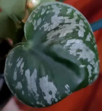 Rare Scindapsus Dark Dragon 19" Tall 2 Plants Aroid not Monstera  Philodendron 