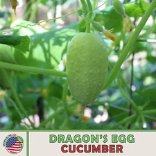 10 Dragon's Egg Cucumber Seeds, Heirloom, Non-GMO, Genuine USA