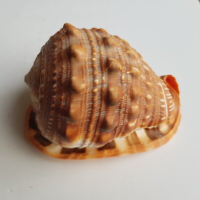 Meeresschneckenhaus Cypraecassis Rufa Maritim Echt Strand Ozean Aquarium Deko