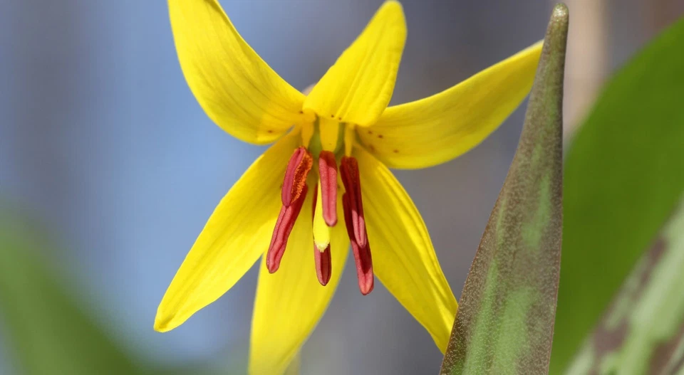 Trout Lily Erythronium Americanum Perennial Bare Root Live Plant Outdoor Garden - Image 3 of 4