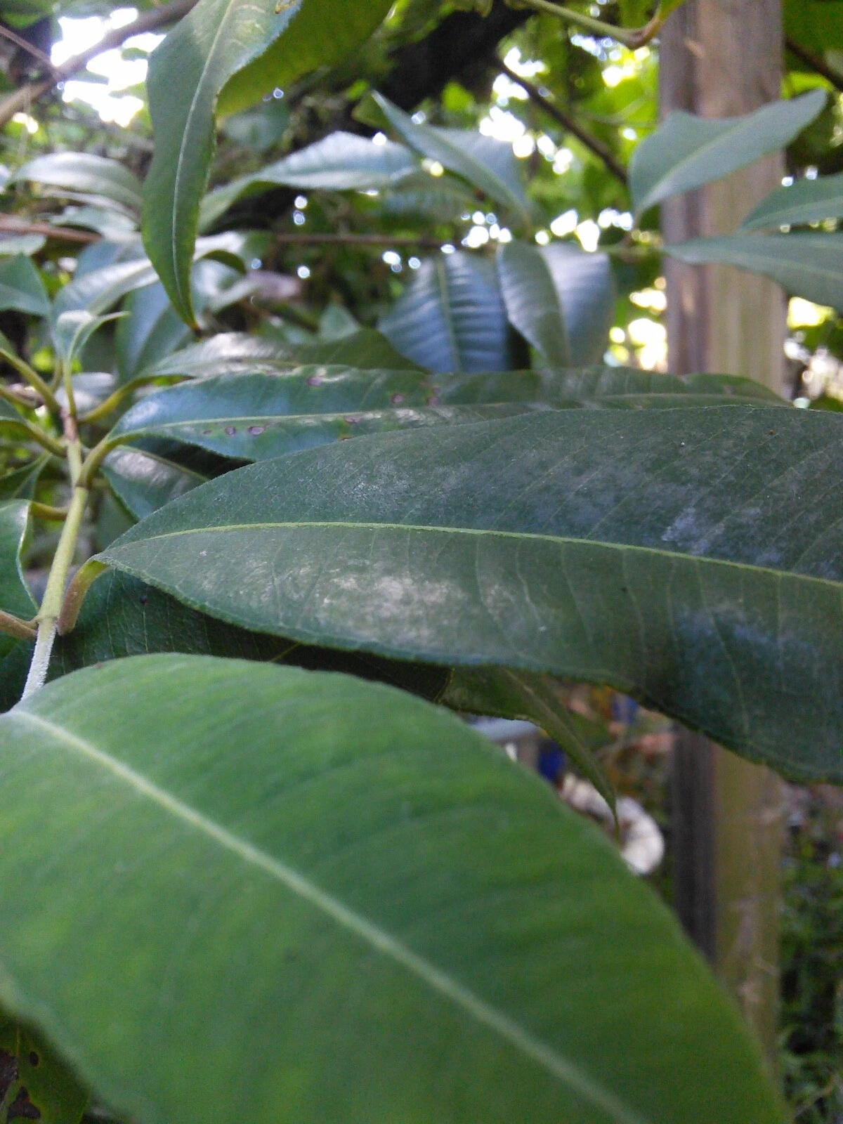 Picture 4 of 7