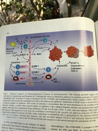 Advances in Clinical Neurophysiology: - Picture 3 of 3