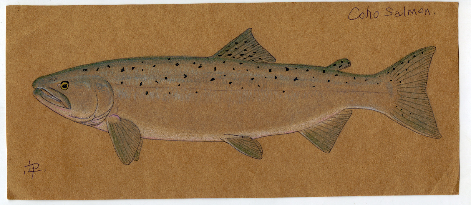 RARE Leon Pray Original Color Coho Salmon Drawing 11" SIGNED by Pray eBay